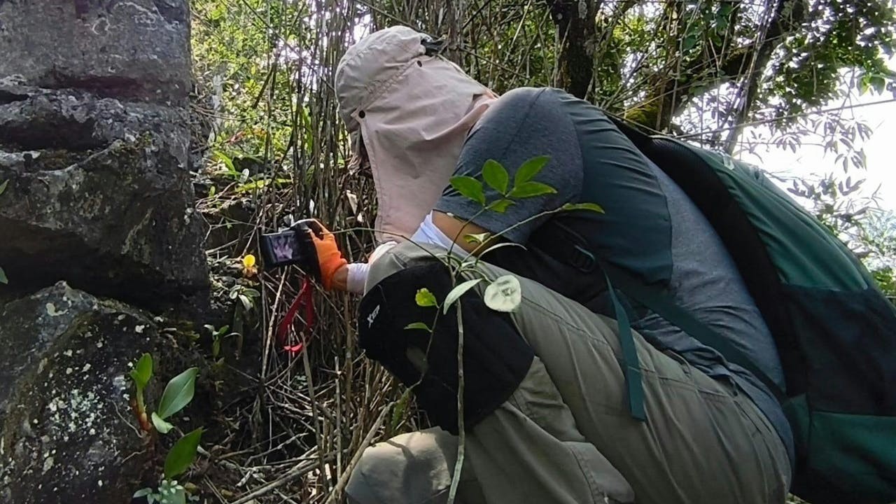 筆者去了廣西西北部拍攝當地生蘭花。