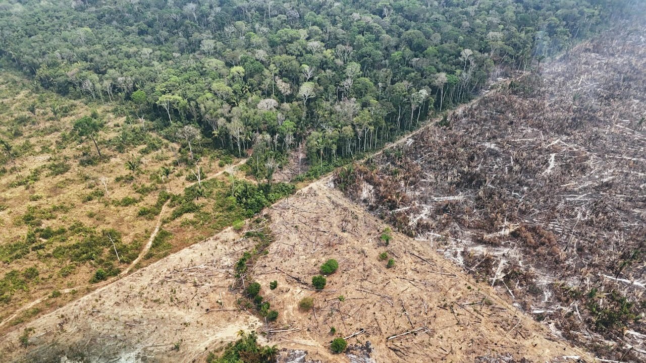 殖民當局堅持開採木材,這是擴大政治與經濟控制的關鍵。(Shutterstock)