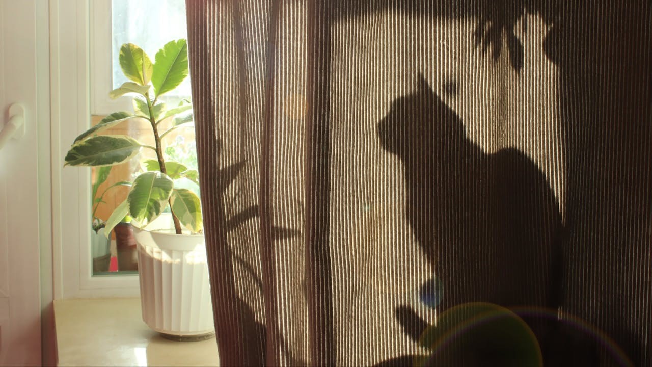 這頭日夜陪着我，聽我細訴的貓，已經儼然成了我的知心友。（Shutterstock）