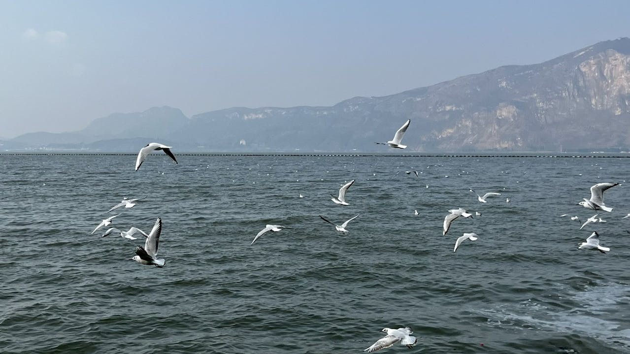 生命如流,萬物有期。鷗鳥終須北歸,盛宴總會散場。
