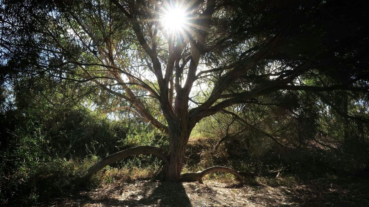 如何學佛參禪？（作者提供）