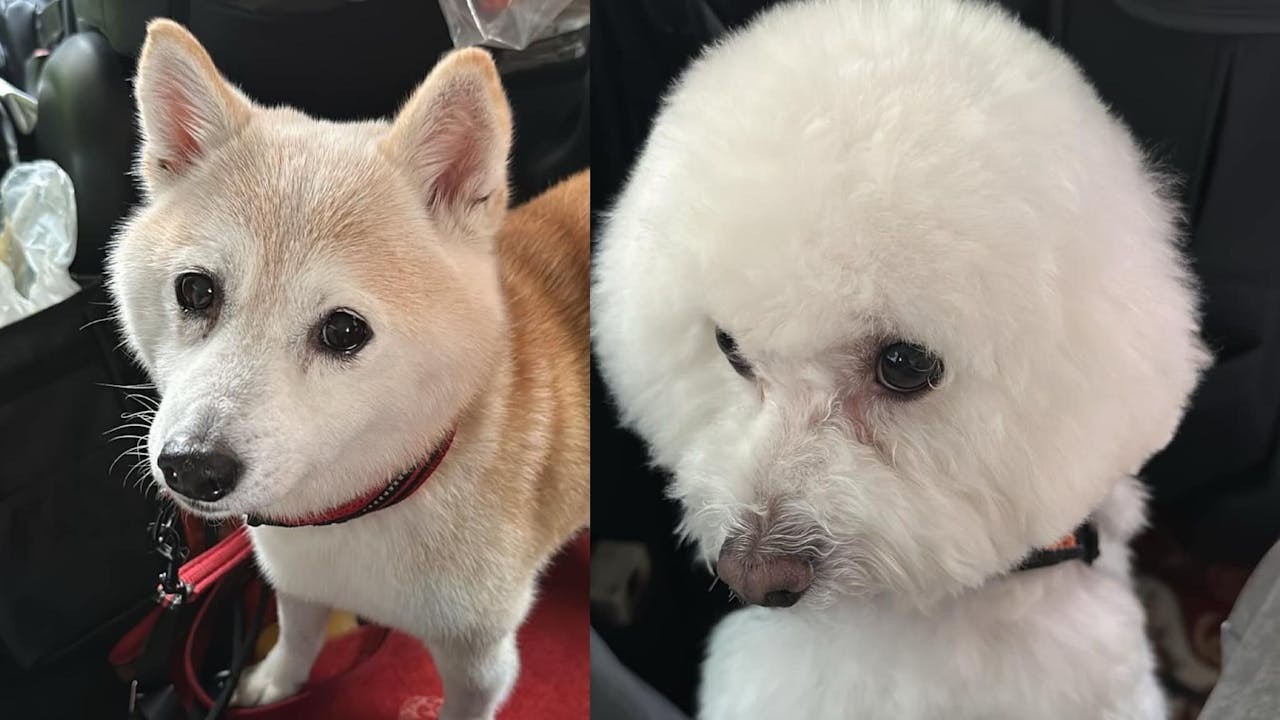 柴犬叫Nikita（左），是老公送給我的生日禮物；至於後來的那頭貴婦狗叫Theo（右），是領養的。（羅乃萱Facebook）