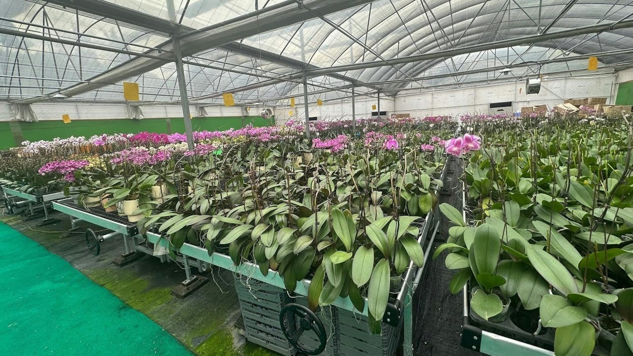 很多人喜歡提早購買只開了三至四成的蝴蝶蘭「生株」,希望增長賞花時間。