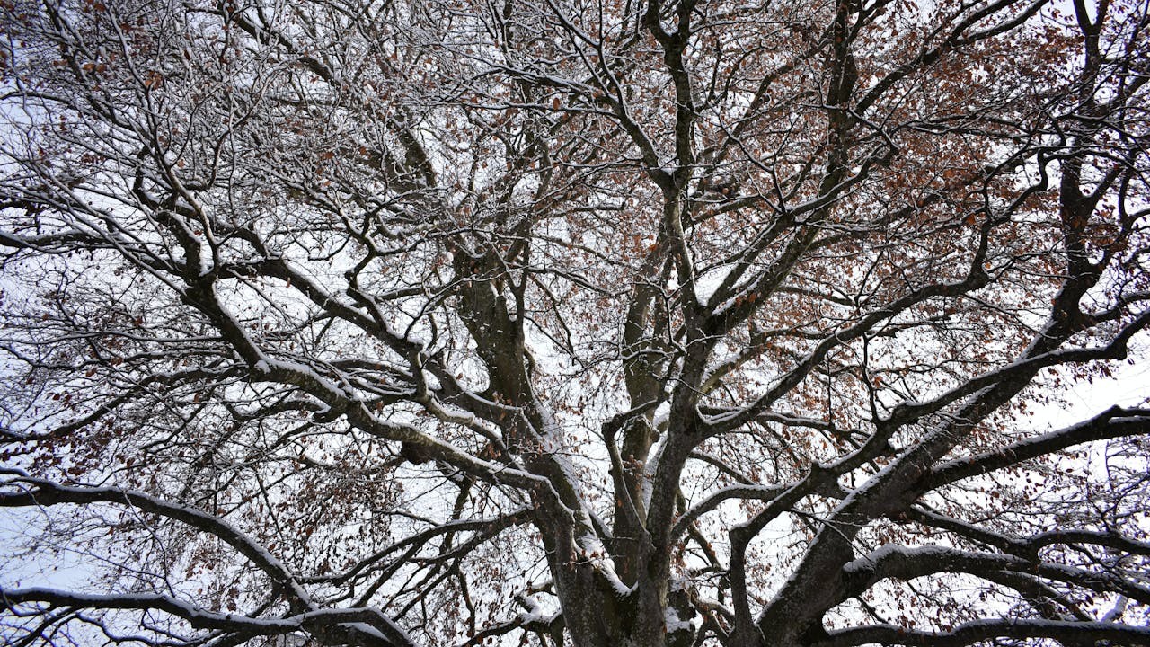 就像古人從不含怨寒天,不管貧窮還是富有,冰天雪地從來凍不住火熱的心。(Shutterstock)