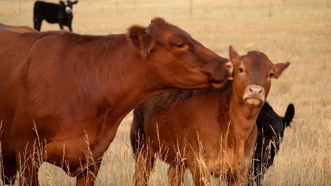 總之「牯」自古就是「牡牛」,也就是「公牛」的意思。(Shutterstock)