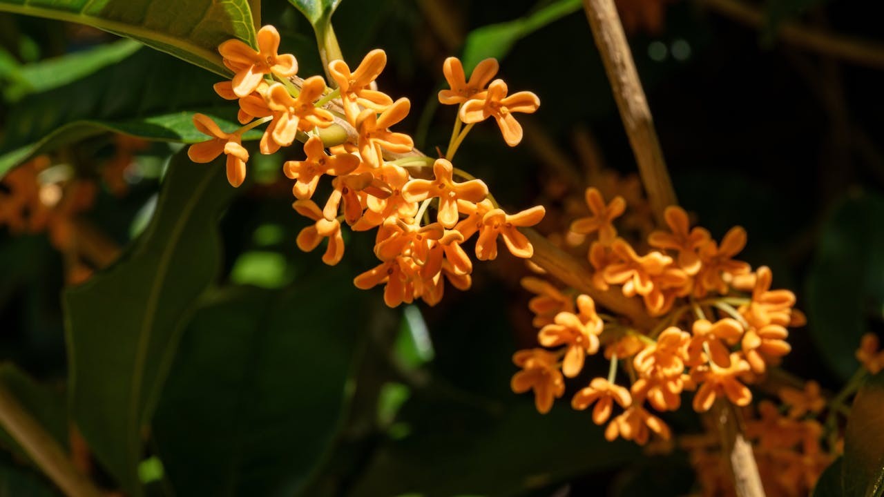 桂花有食用價值，味甘性溫和，有暖胃平肝、活絡化痰的功效。（Shutterstock）