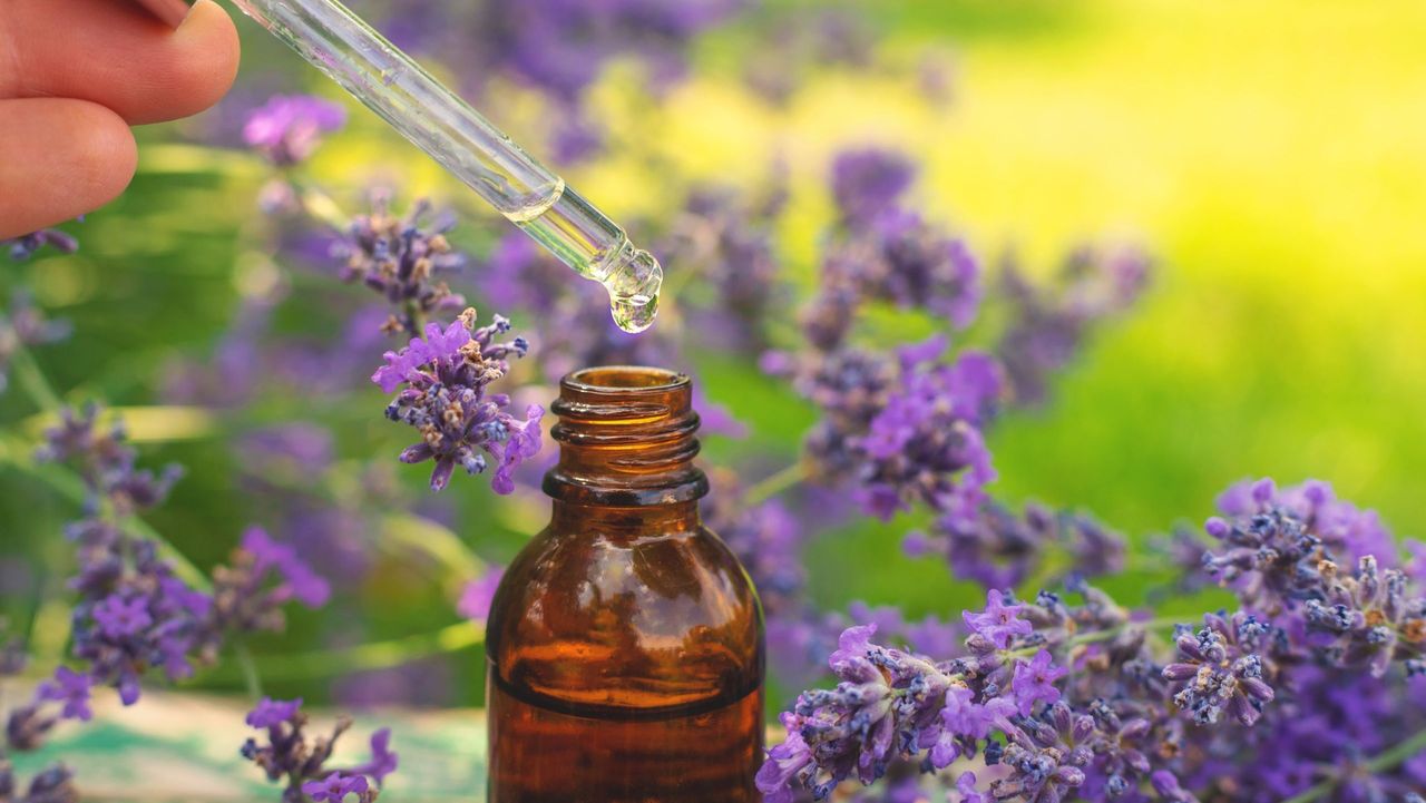 芳香分子可以迅速與嗅覺受體結合，觸發神經訊號傳至大腦邊緣系統，直接調節情緒反應。（Shutterstock）