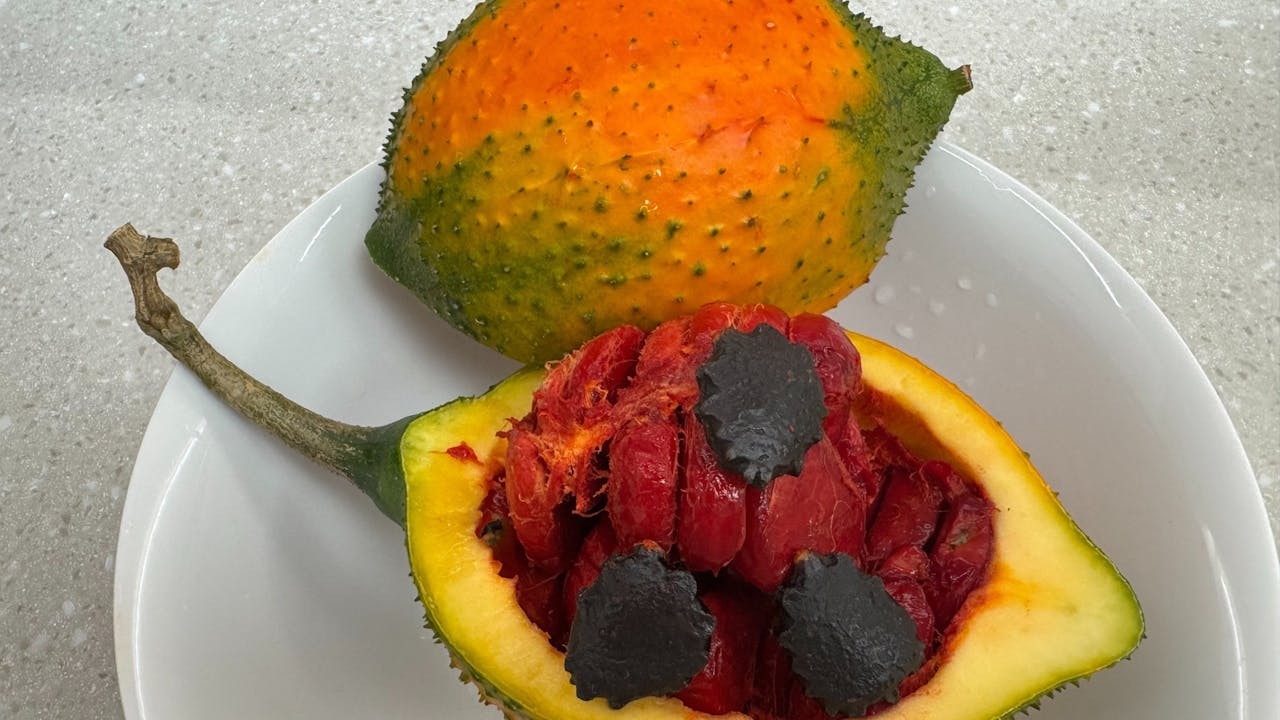 木鱉果的果肉簇擁着一團被豔紅假種皮緊緊包裹的種子。（作者提供）