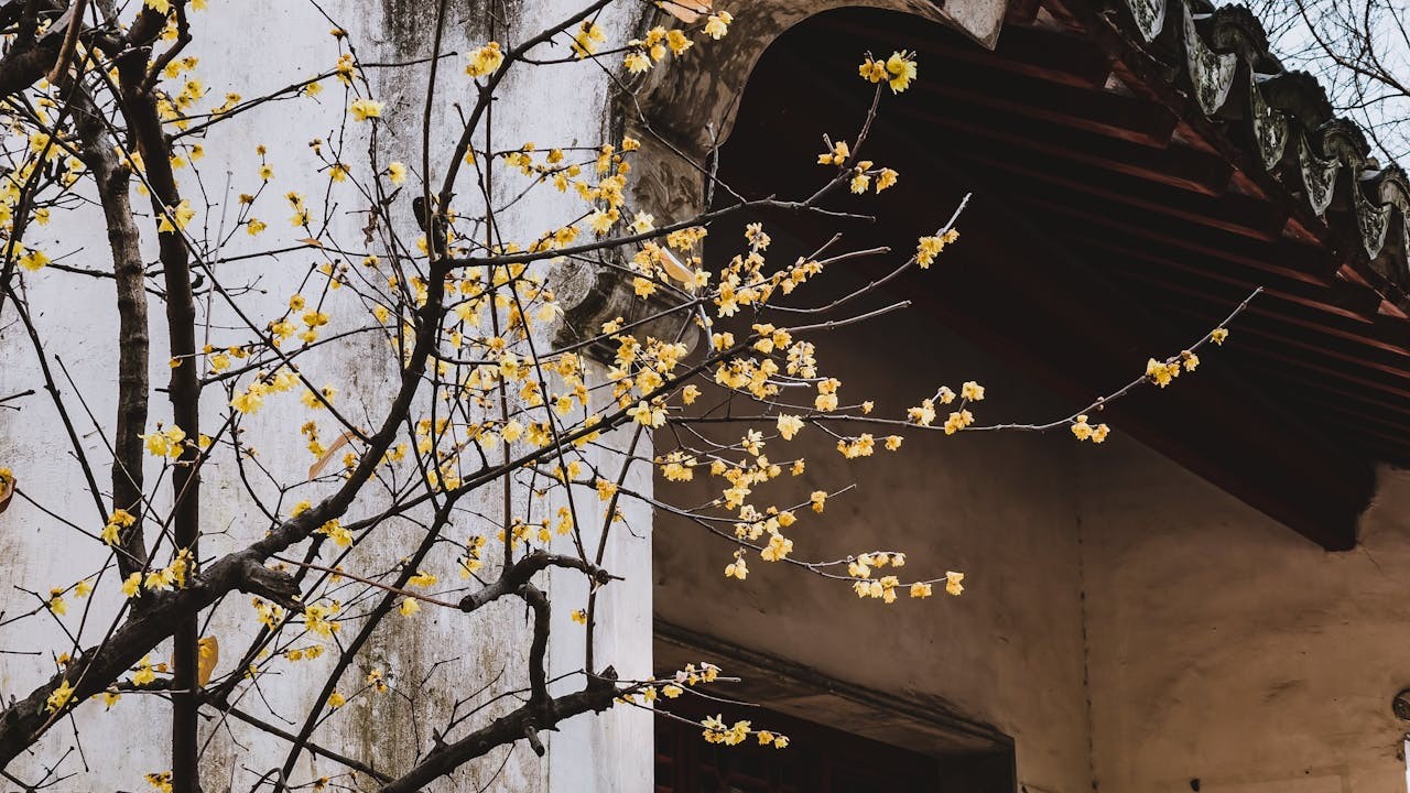 蠟梅又名雪中花，每年12月至次年2月開放，比普通梅花的花期要早兩個月左右，是小寒節氣第一候花信。（Shutterstock）