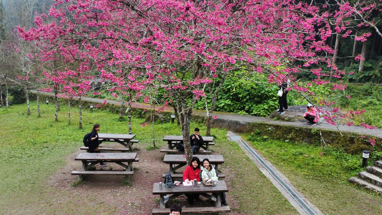 作者與母親在花樹下合影。