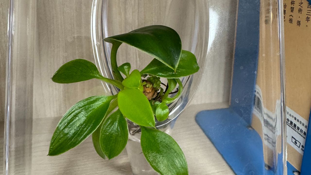 綠公主經救治後,成了這空間裏從容的、綠意盎然的住客。(作者提供)