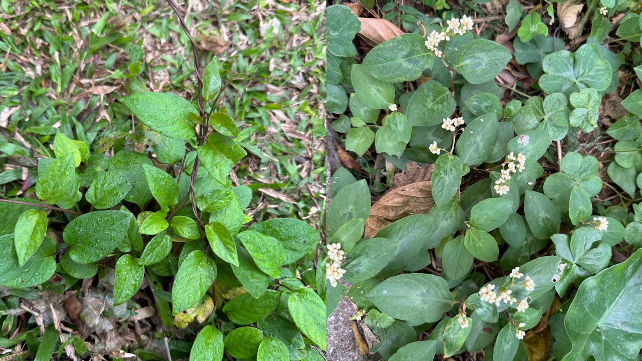 原來，那些在放學路上經常踩過的小草，竟然有神奇本領。（作者提供）