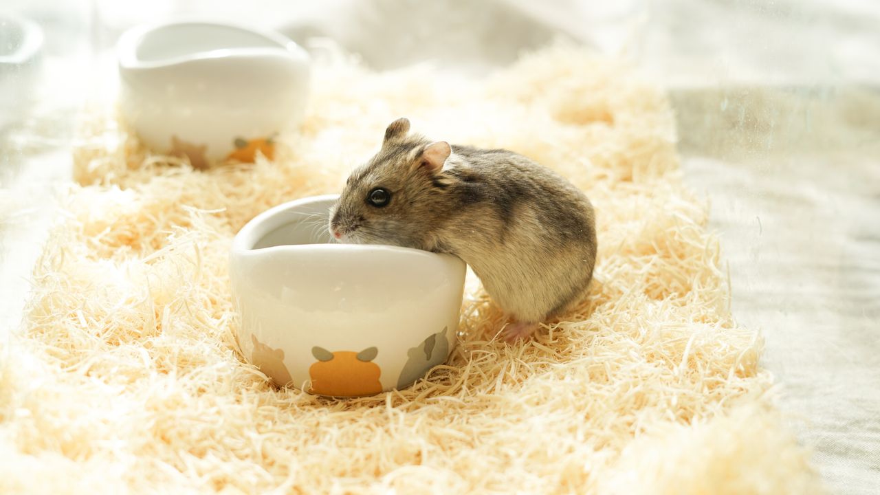 小倉鼠樣子精靈，兩隻小手拿了葵花籽咬，一會兒便懂剝殼。（Shutterstock）