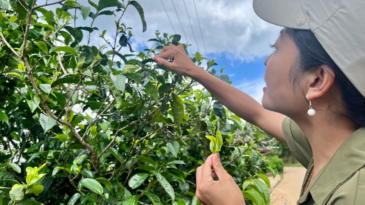 筆者上山採茶。