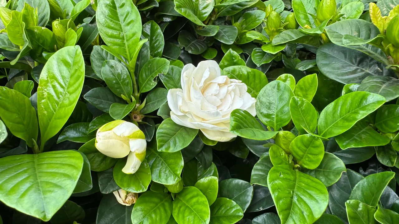 梔子花美，其果實梔子更是一味不可或缺的良藥。（作者提供）