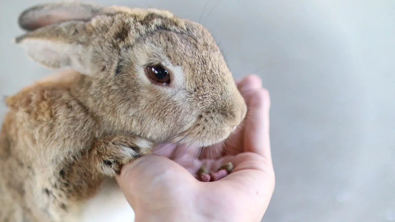 孩子心裏明白龍貓太昂貴，轉而爭取飼養小白兔。（Shutterstock）