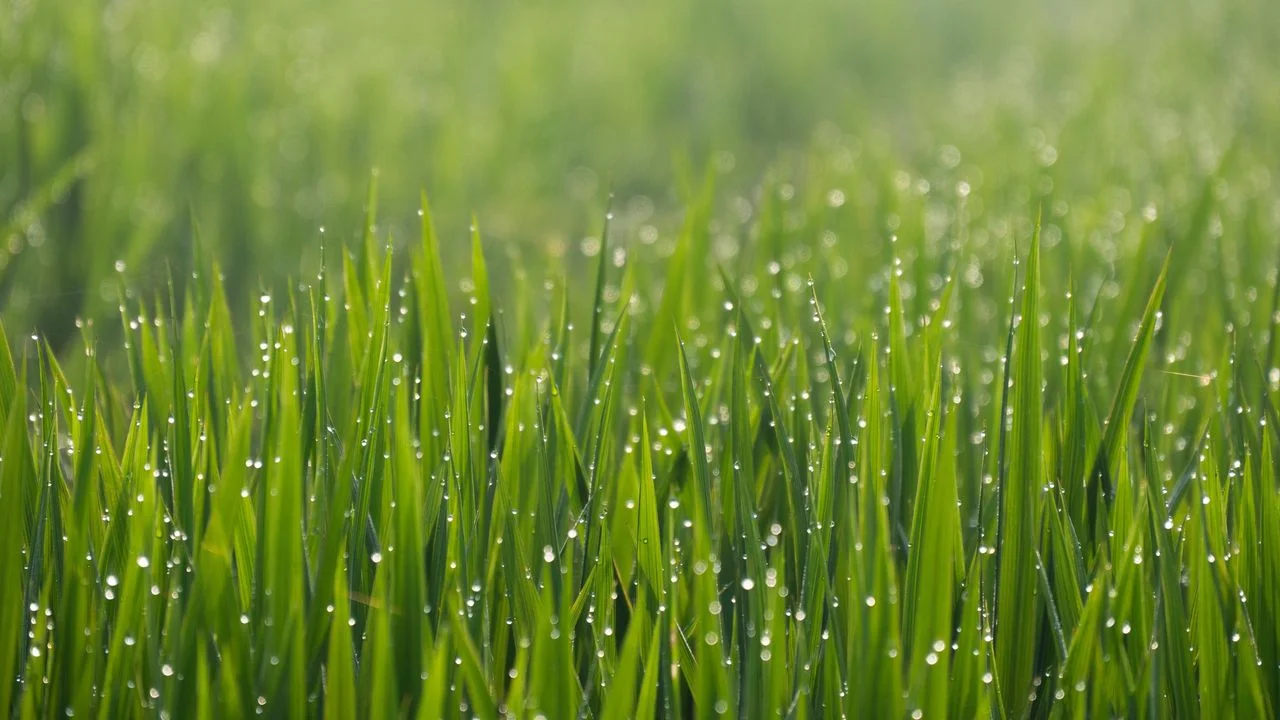 南方近來多雨,清涼的風和應了節氣的雨與小滿一起,來得正當時。(Shutterstock)
