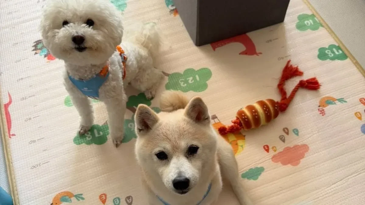 剛開始相處時,貴婦狗Theo(左)與柴犬Nikita(右)的打鬥情境,幾乎天天都出現。(作者圖片)