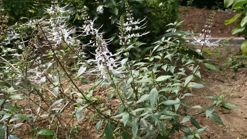 貓鬚草像貓咪嘴邊俏皮的鬍鬚,因而得名。(香港植物標本室)