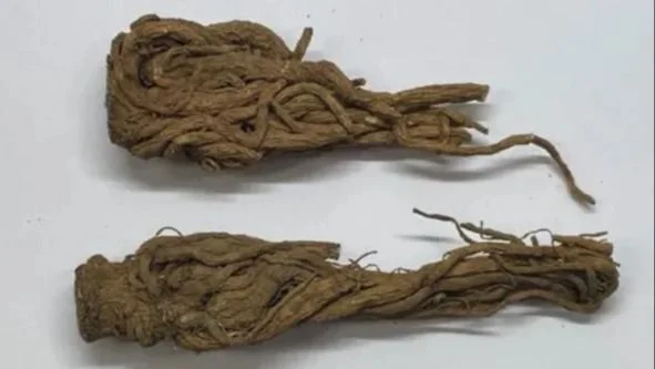 中如農業出產的雲當歸原藥材。