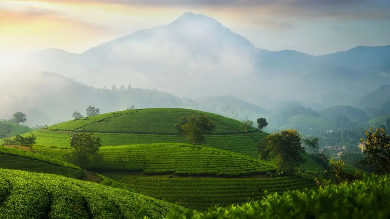 一泡茶能喝出山野之氣、明月之華與生命之思。(Shutterstock)