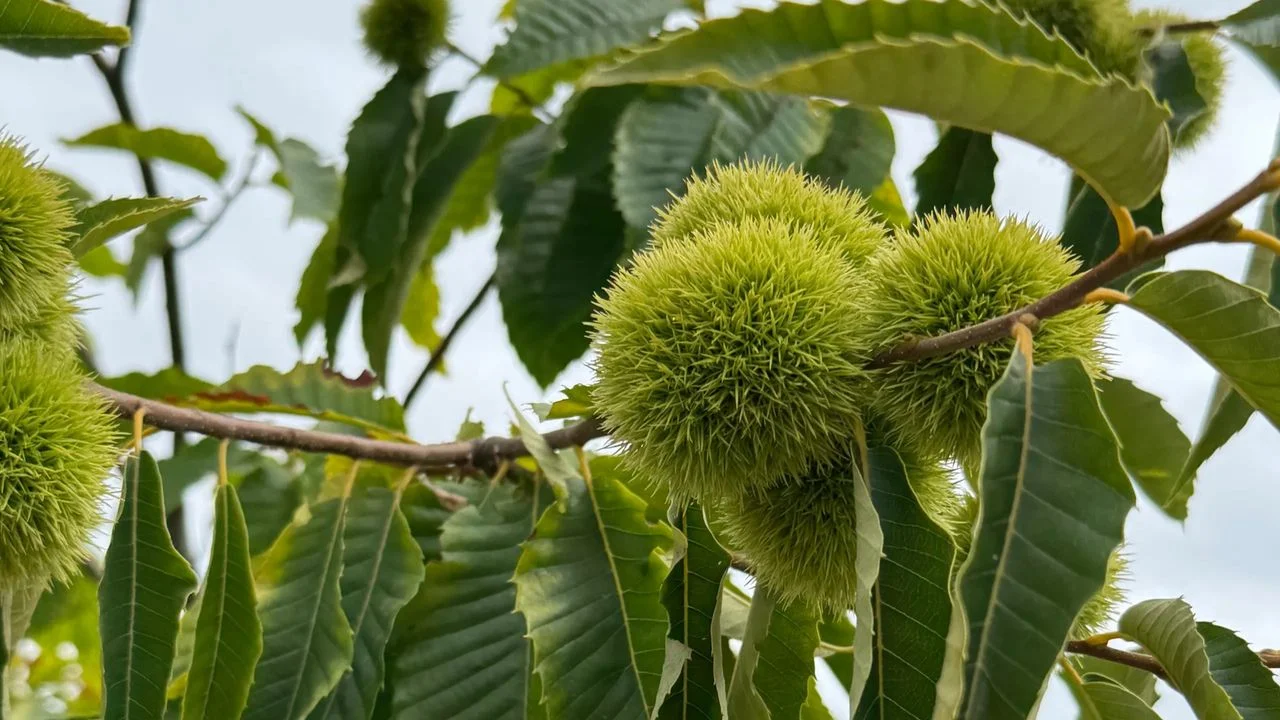 在中醫理論中,栗子性溫,味甘平,入脾、胃、腎經。(作者提供)