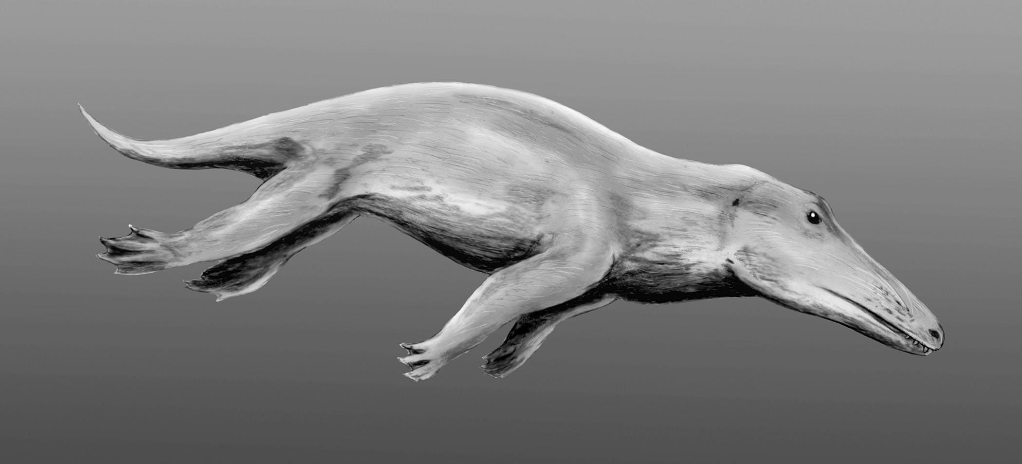 鯨魚的祖先長得像狼，還會走路？ - TNL The News Lens 關鍵評論網