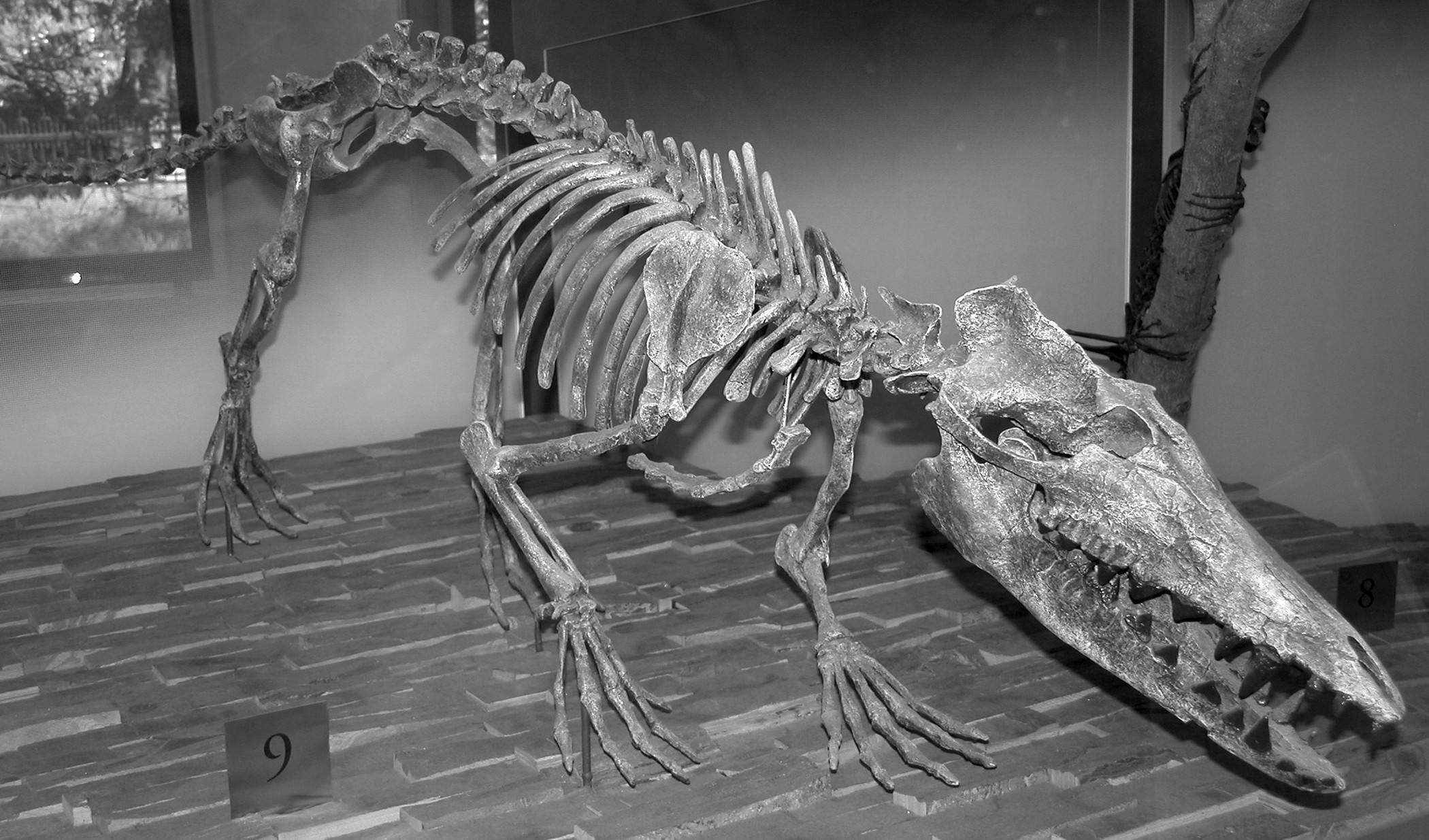 鯨魚的祖先長得像狼，還會走路？ - TNL The News Lens 關鍵評論網