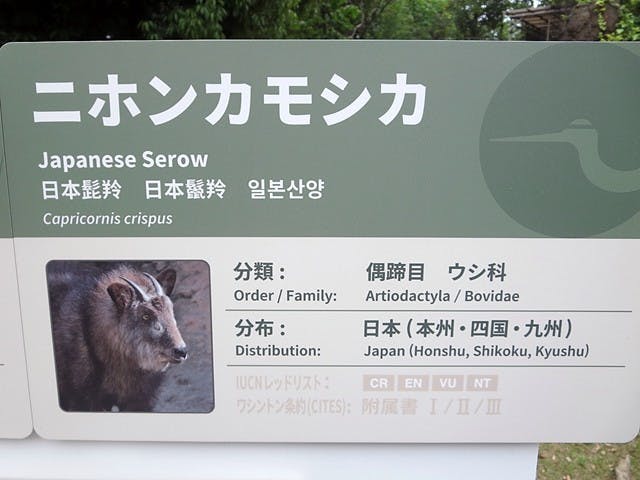 「鬣羚」是什麼動物?東京馬拉松與上野動物園的中文標示翻譯雜感 - TNL The News Lens 關鍵評論網