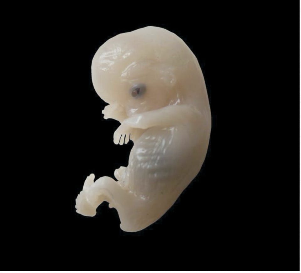 生命」到底是什麼？又是如何開始的？ - TNL The News Lens 關鍵評論網