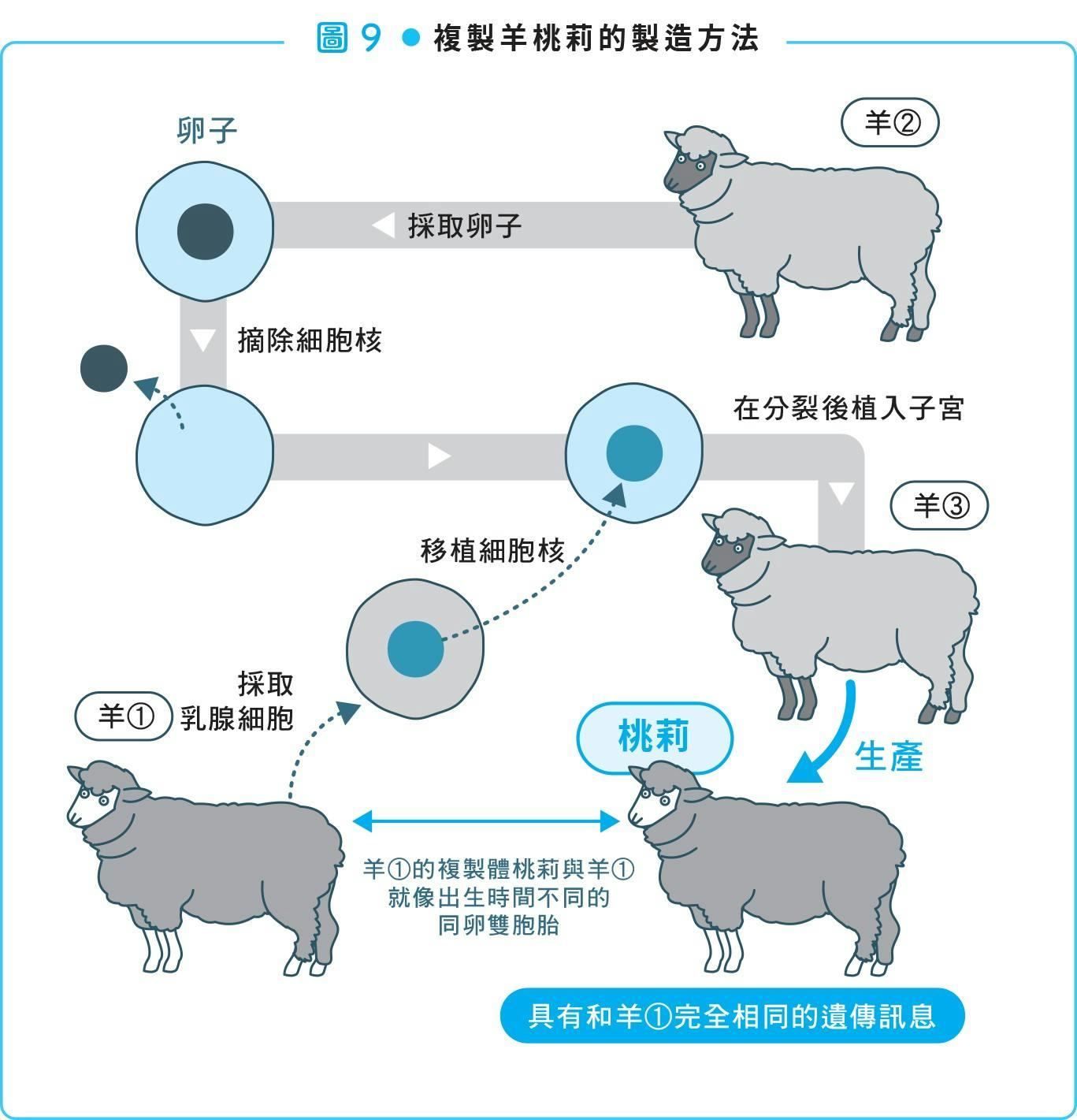《大人的生物教室》：世界第一隻體細胞複製動物「桃莉羊」是如何誕生的？ - TNL The News Lens 關鍵評論網