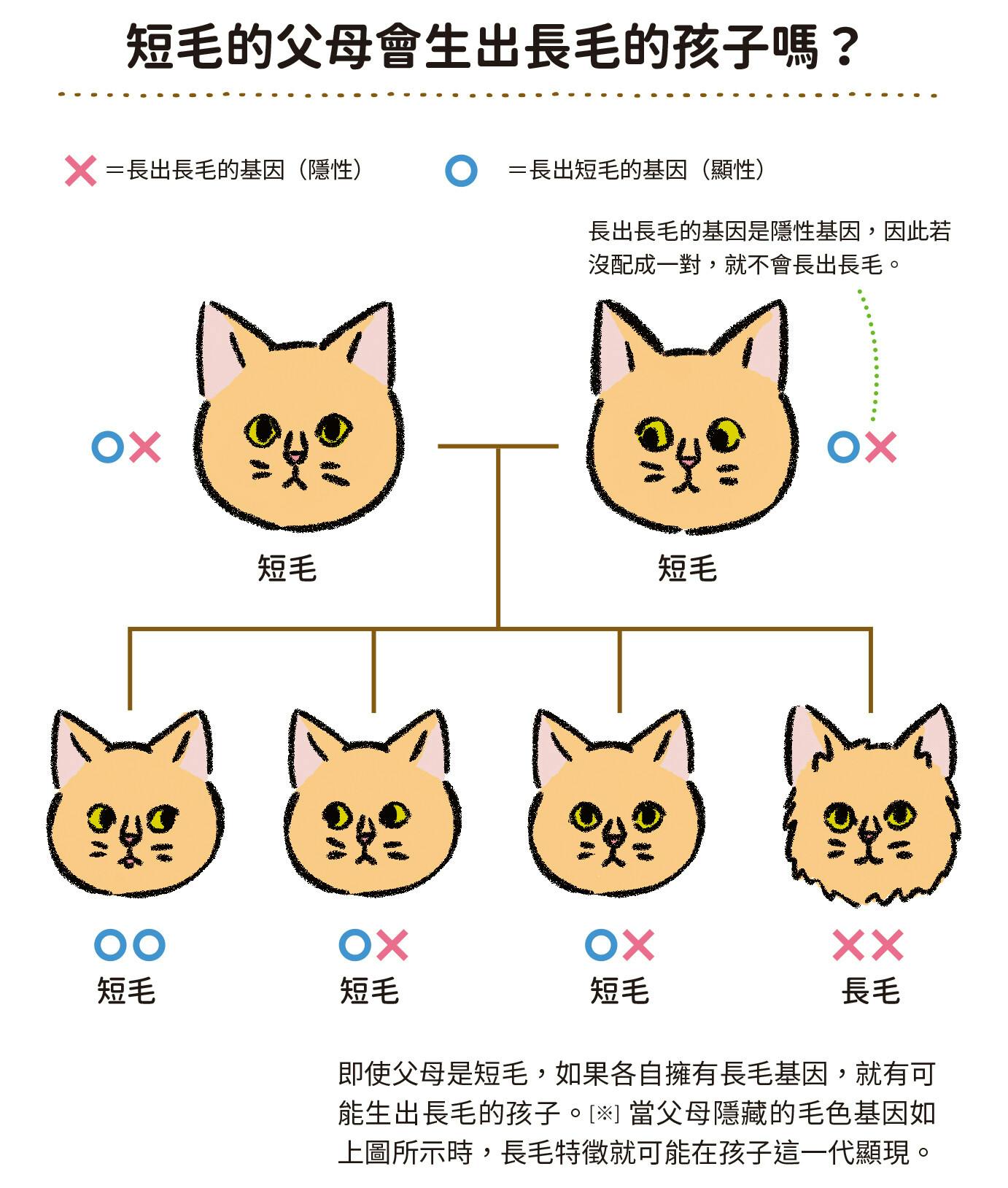原來貓咪的花色藏著性格悄悄話？》：貓咪的毛色五花八門，但有個共通點