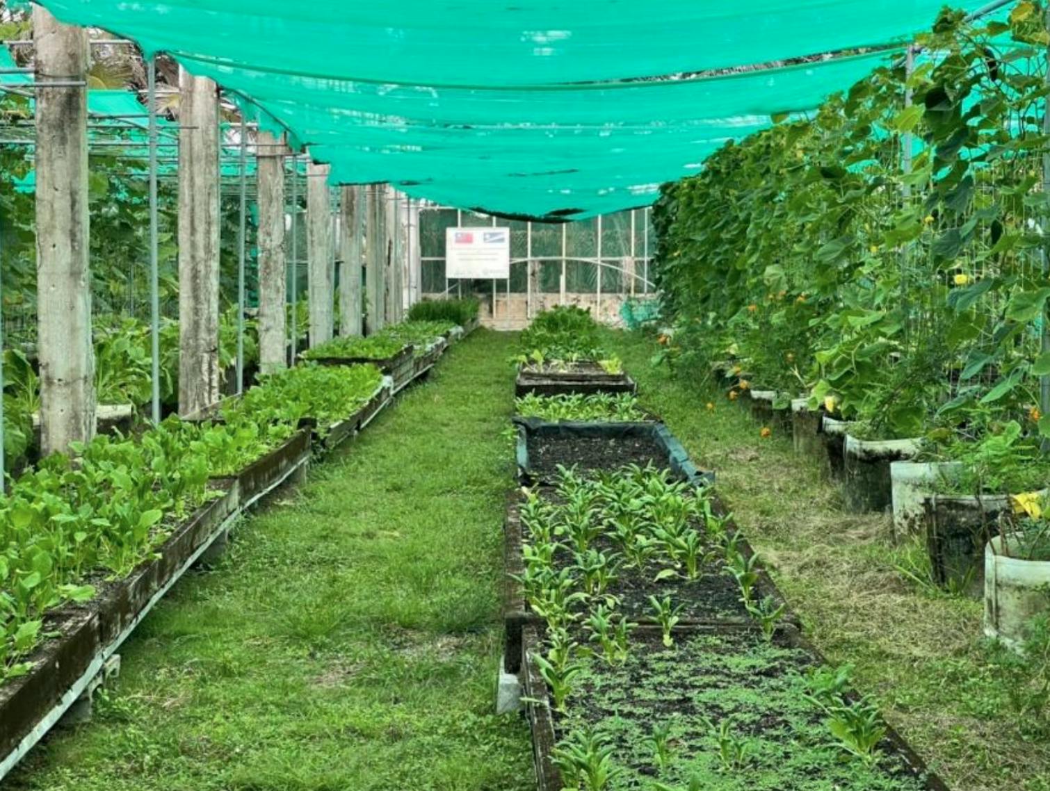 高中生走訪馬紹爾群島（中）：人民嚴重營養失衡，讓友邦吃得健康就是台灣最擅長的魔法- TNL The News Lens 關鍵評論網