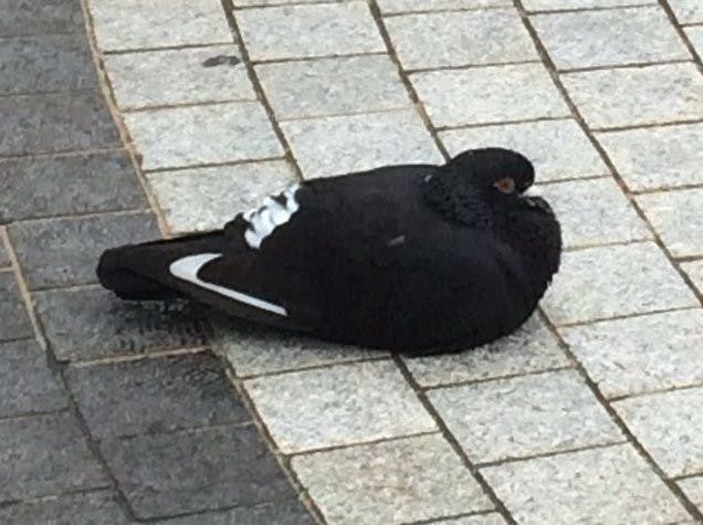 是連google都認錯的黑色NIKE鴿這篇文章的首圖