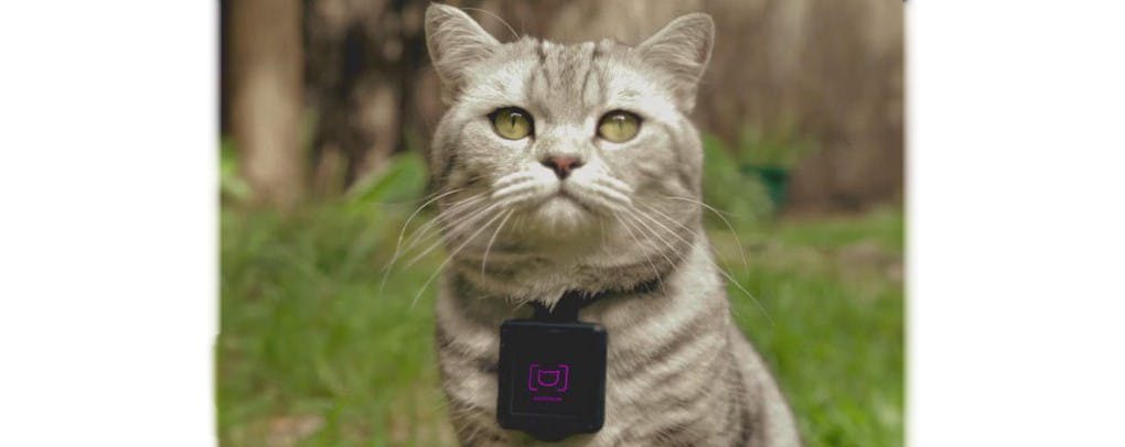 是貓咪都變攝影師 Catstacam 正式發表這篇文章的首圖