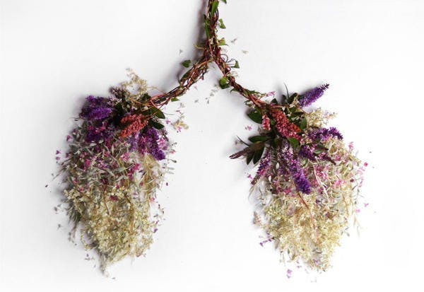 是用藤蔓花卉呈現出人體器官的美麗樣貌這篇文章的首圖