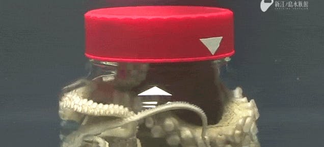 是章魚哥戰力果然不同凡響...這篇文章的首圖