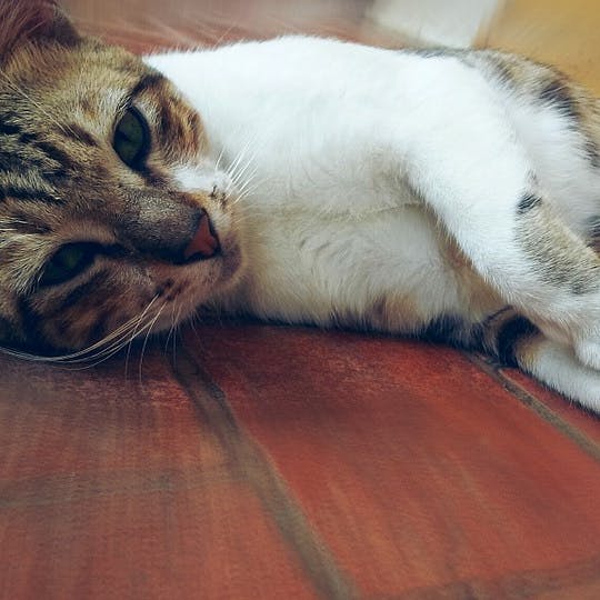 首圖