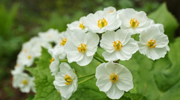 diphylleia_grayi_4.jpg?itok=2fjNQHjQ