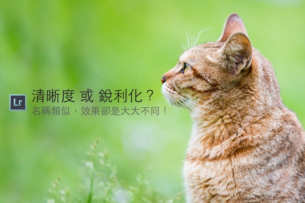 是[攝影小教室] 貓毛看起來根根分明超清晰？到底我該從清晰度調整還是從細節銳利化處理呢？這篇文章的首圖
