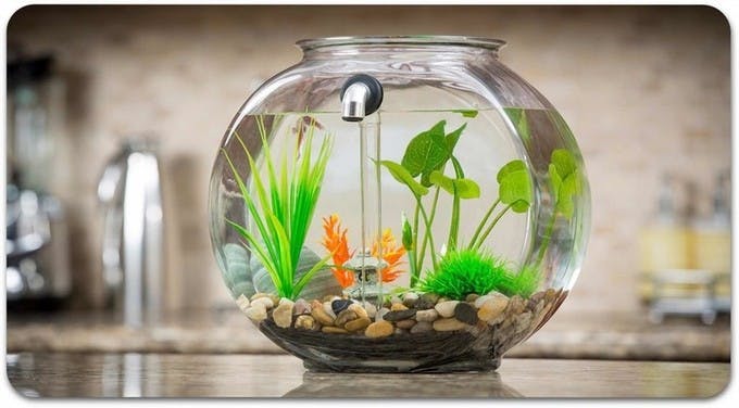 是運用重力流原理可自動清潔的魚缸這篇文章的首圖