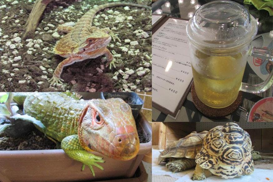 是冷血動物控必去！日本橫濱爬行動物咖啡廳這篇文章的首圖