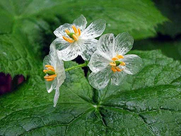是碰到水就變透明的神奇小花 Diphylleia Grayi這篇文章的首圖