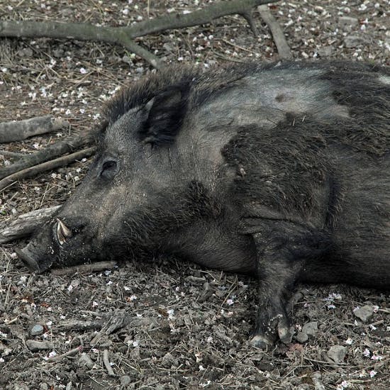 是中國網路直播虐殺動物，引發激烈爭議！這篇文章的首圖