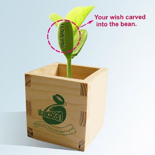 magic-beans-sprouts-with-secret-messages-1