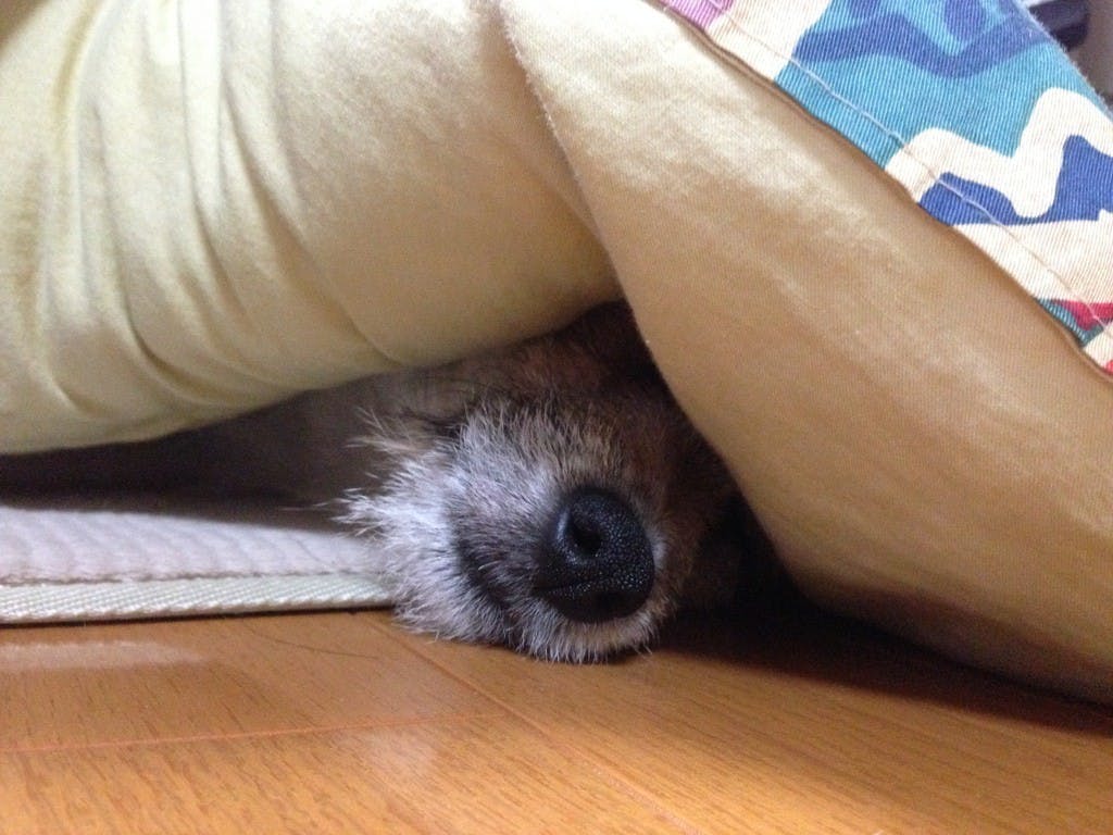 こたつ占領中