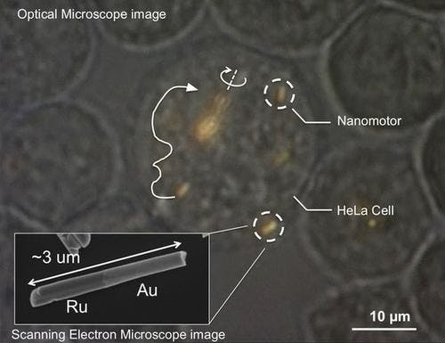 是奈米動機（nanomotors）首次於活細胞內試駕成功這篇文章的首圖