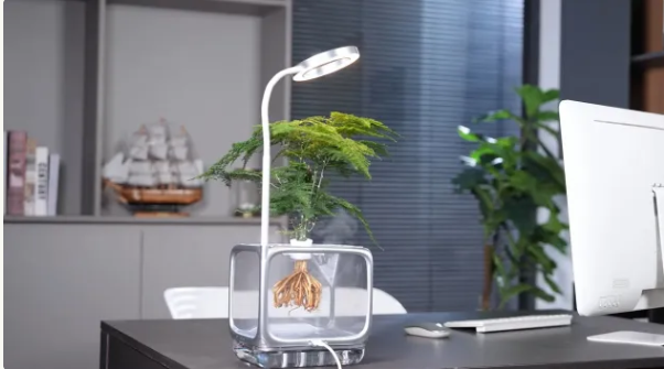 免土栽培 從發芽一路看到根部發展