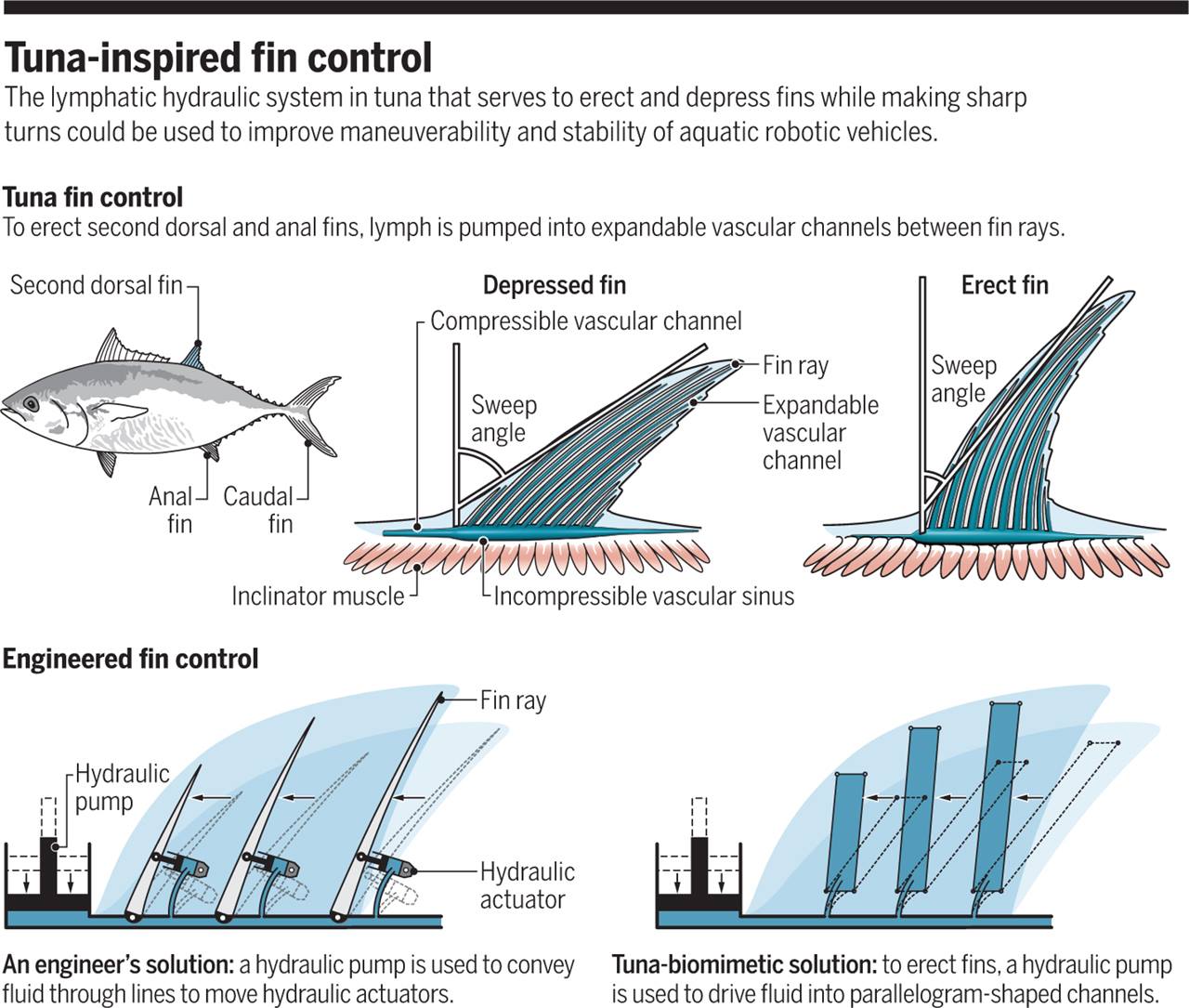 Gene 愛聊科學】鮪魚鰭內的精巧淋巴液壓系統，對水下機器人的設計啟發- INSIDE