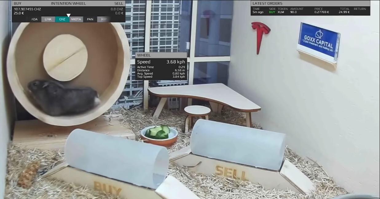 倉鼠界的加密貨幣股神：Mr. Goxx！投資表現優於巴菲特及標普500 - INSIDE